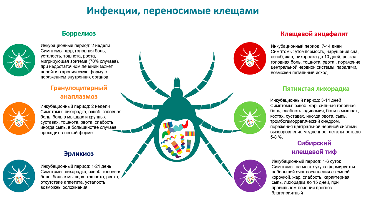 Профилактика клещевого энцефалита